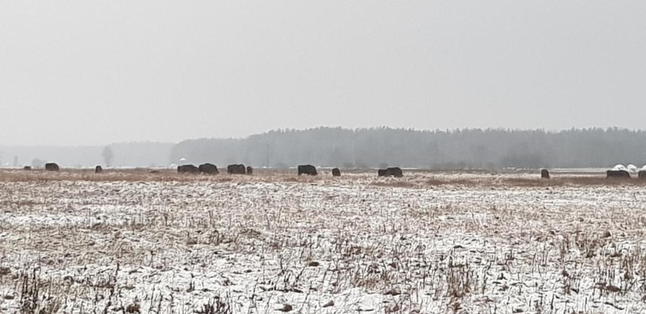 Zdalnie Z Lasu - Siedlisko W Puszczy Bialowieskiej Narewka Экстерьер фото